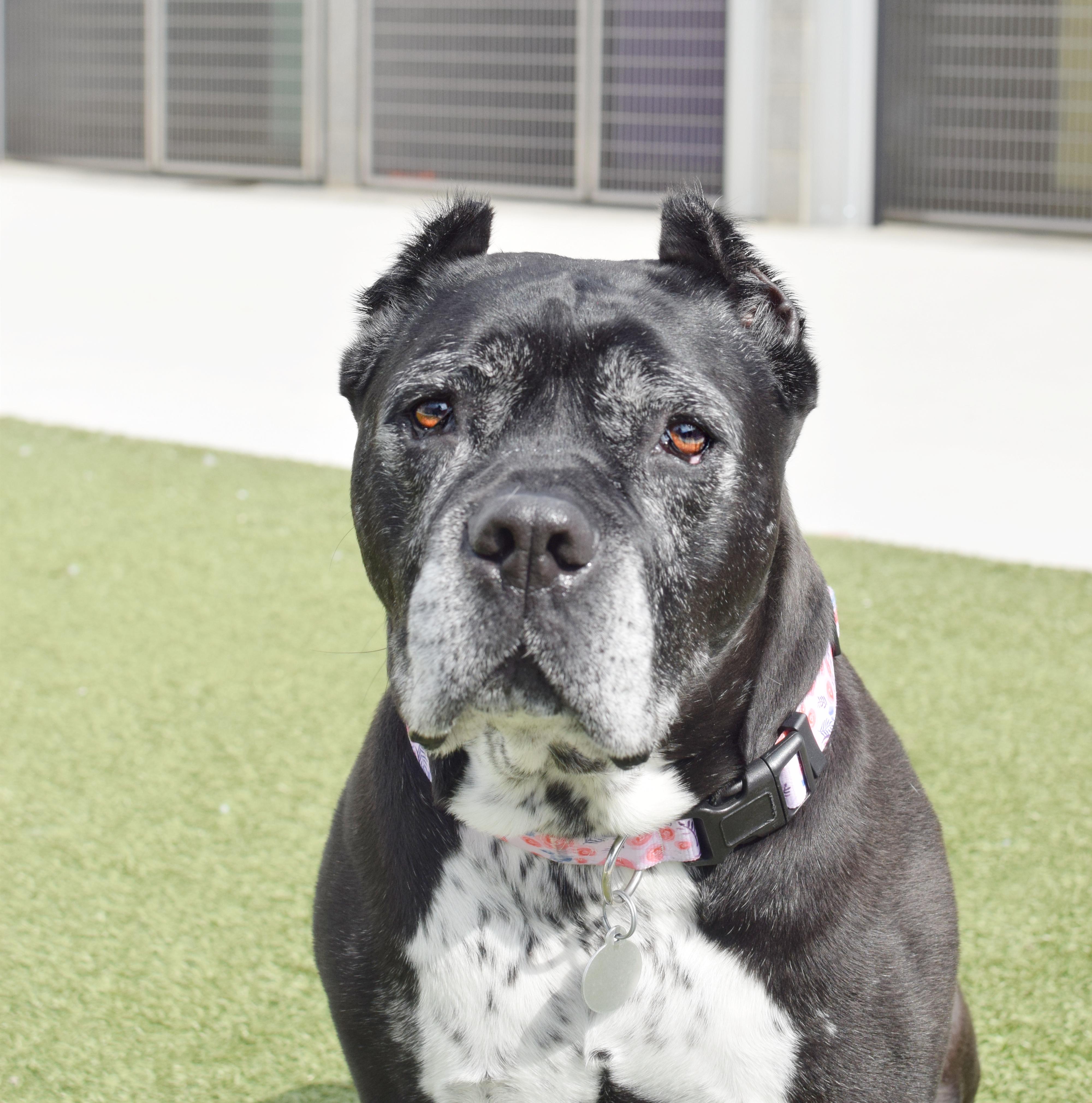 Enlarge Dafny, a ADOPTABLE Cane Corso in Pontiac, MI image 4/4