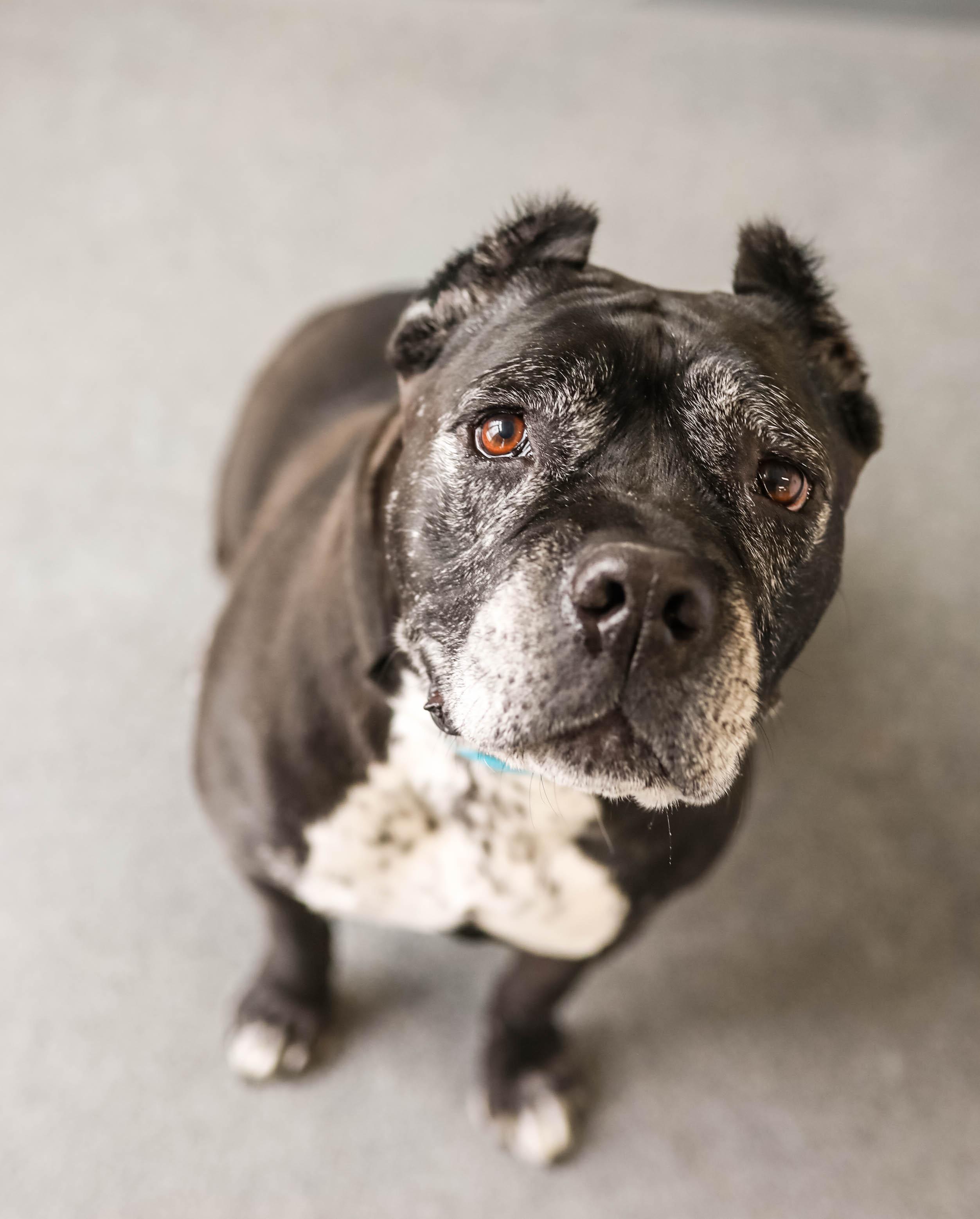 Enlarge Dafny, a ADOPTABLE Cane Corso in Pontiac, MI image 3/3