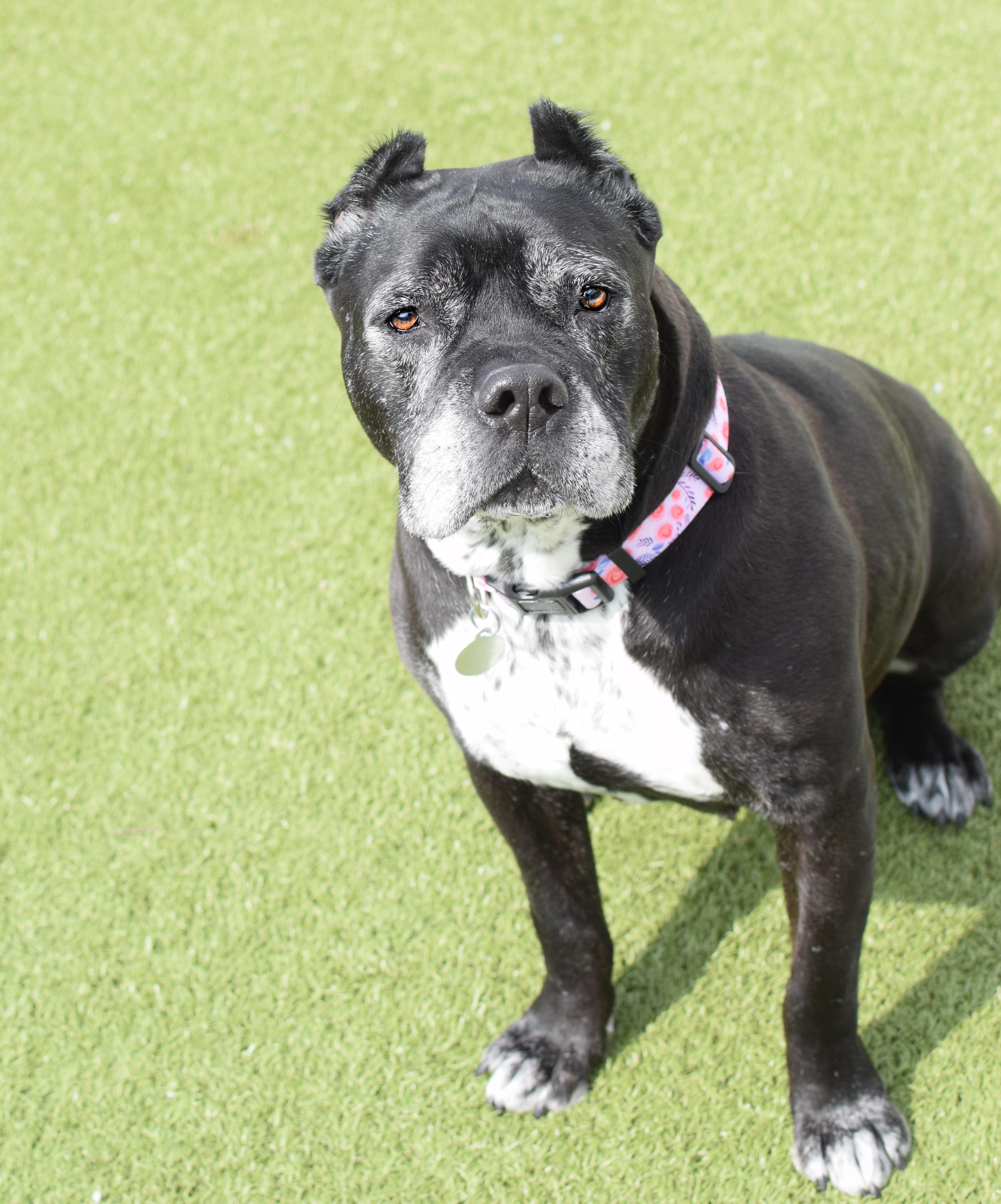 Enlarge Dafny, a ADOPTABLE Cane Corso in Pontiac, MI image 2/4
