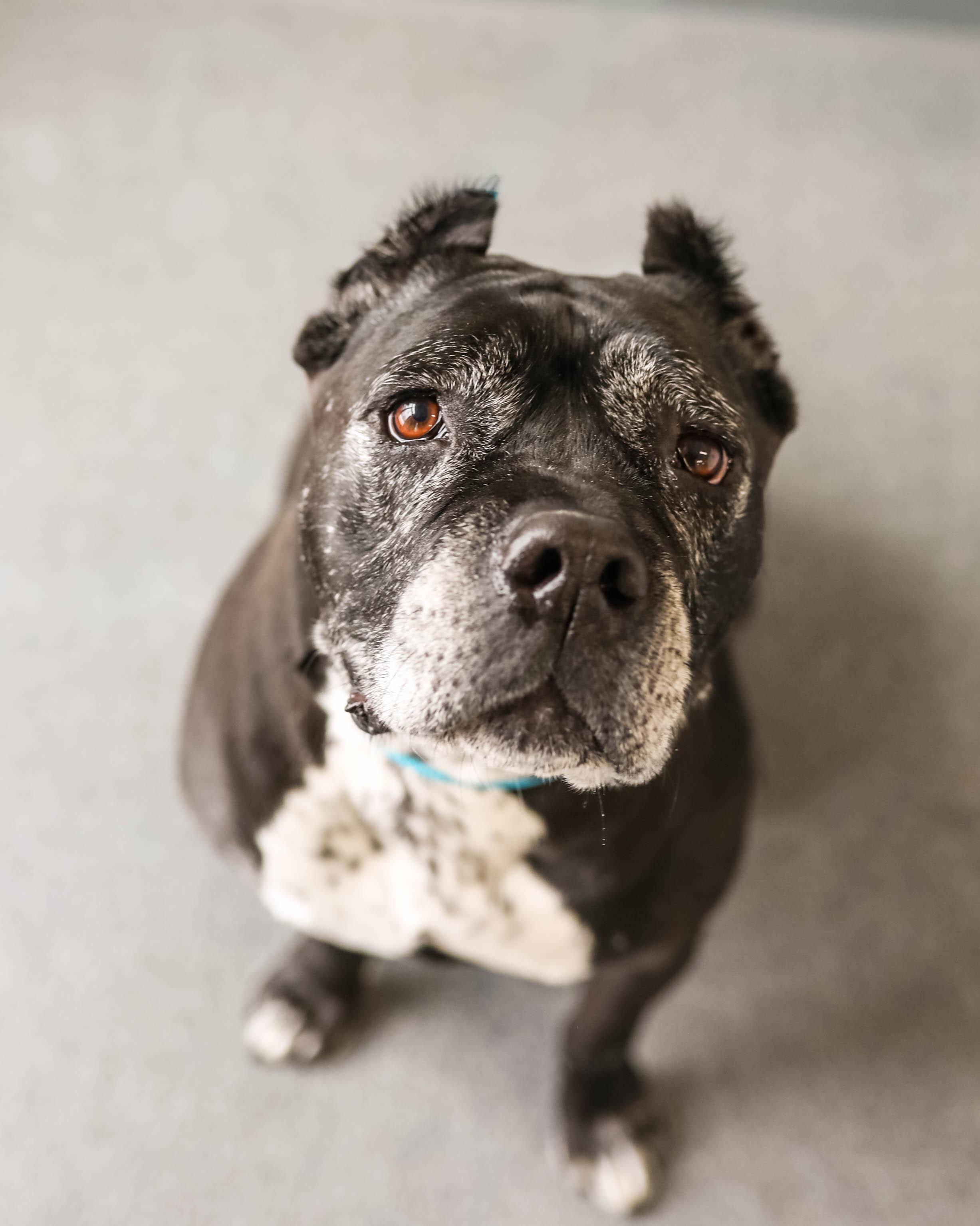 Enlarge Dafny, a ADOPTABLE Cane Corso in Pontiac, MI image 2/3