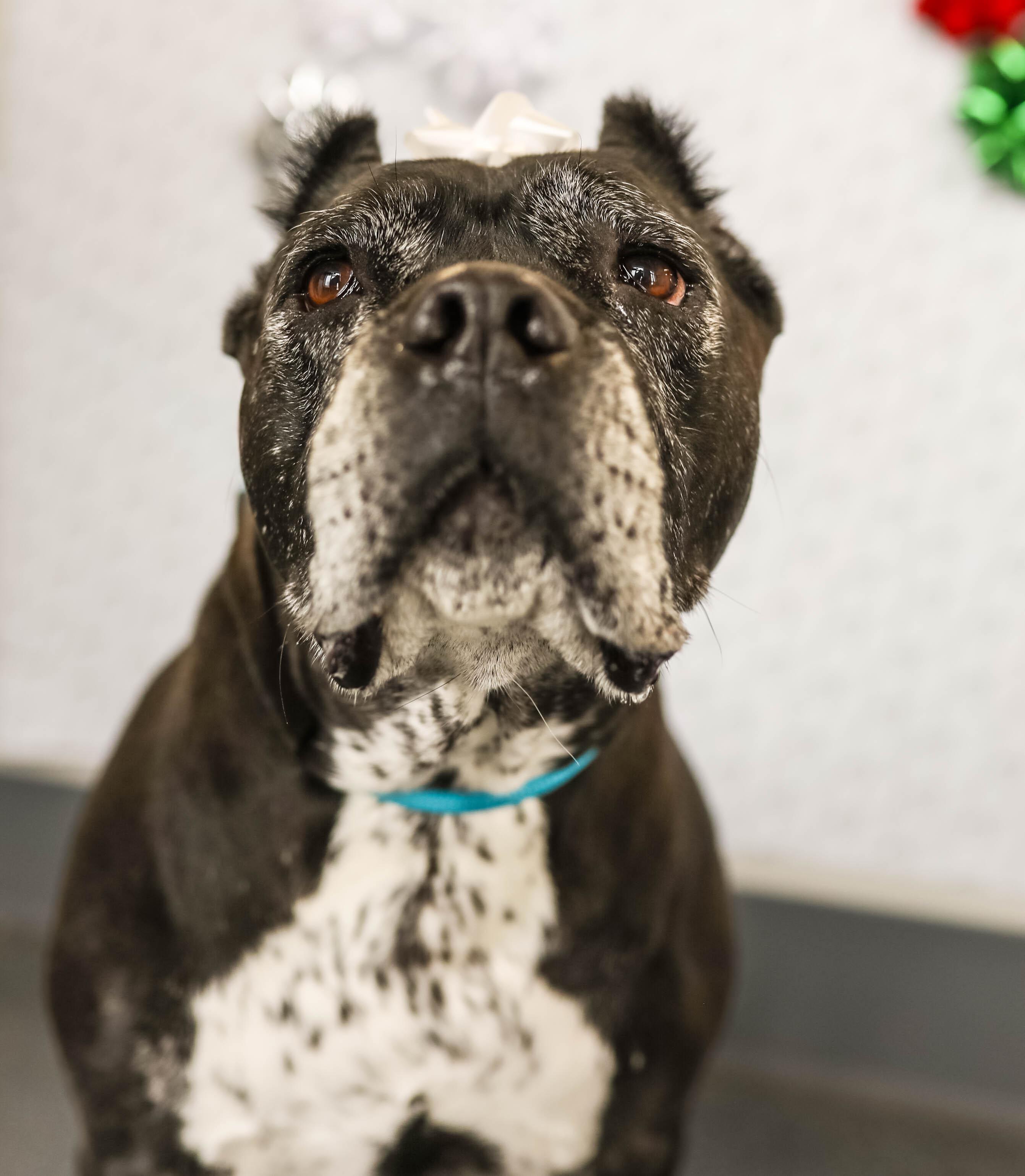 Dafny, ADOPTABLE, Senior Female Cane Corso.