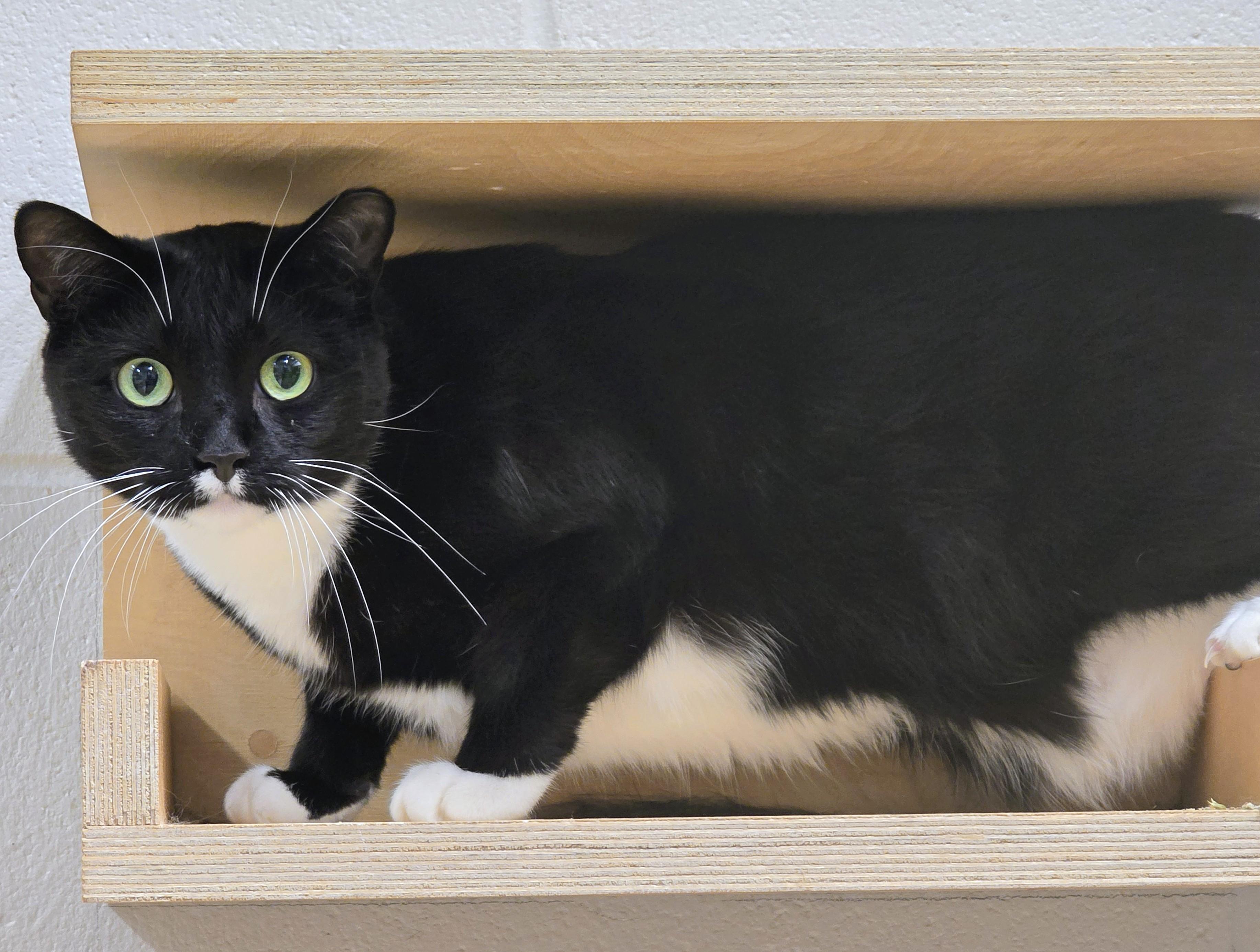 Enlarge 4-653 Mogley, a Adoptable mixed breed in Amityville, NY image 2/6