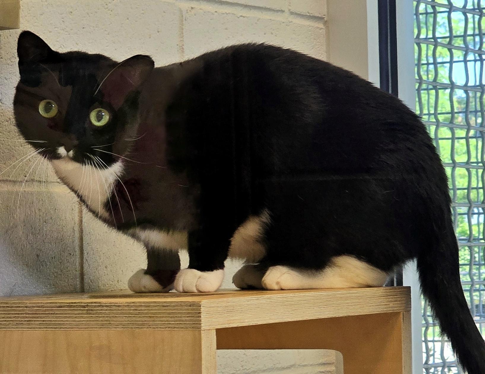 Enlarge 4-653 Mogley, a Adoptable mixed breed in Amityville, NY image 4/6