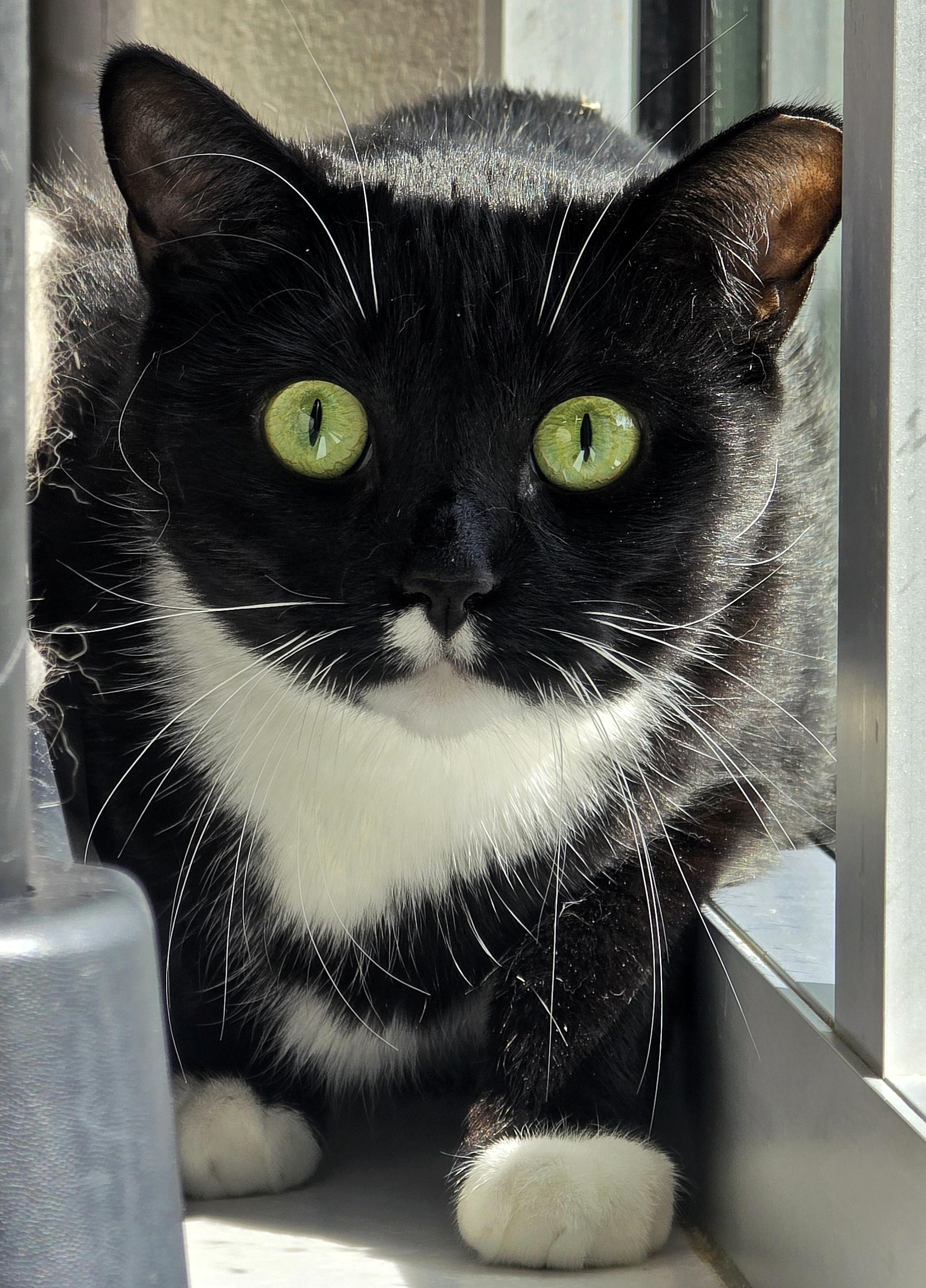 Enlarge 4-653 Mogley, a Adoptable mixed breed in Amityville, NY image 5/6