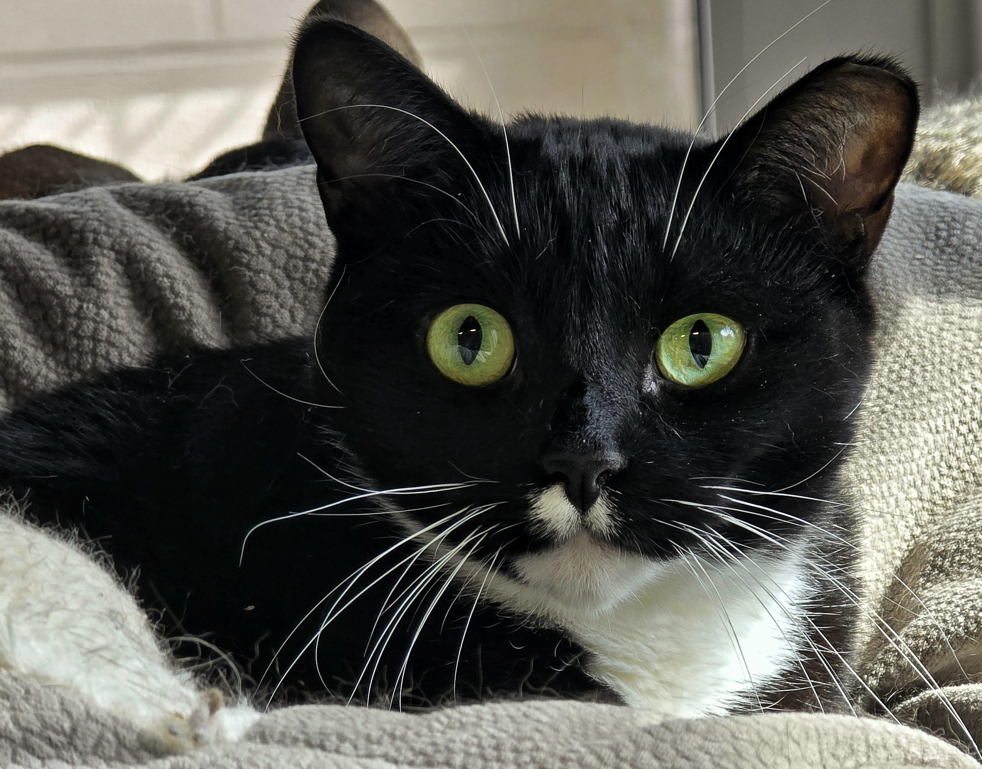 Enlarge 4-653 Mogley, a Adoptable mixed breed in Amityville, NY image 3/6