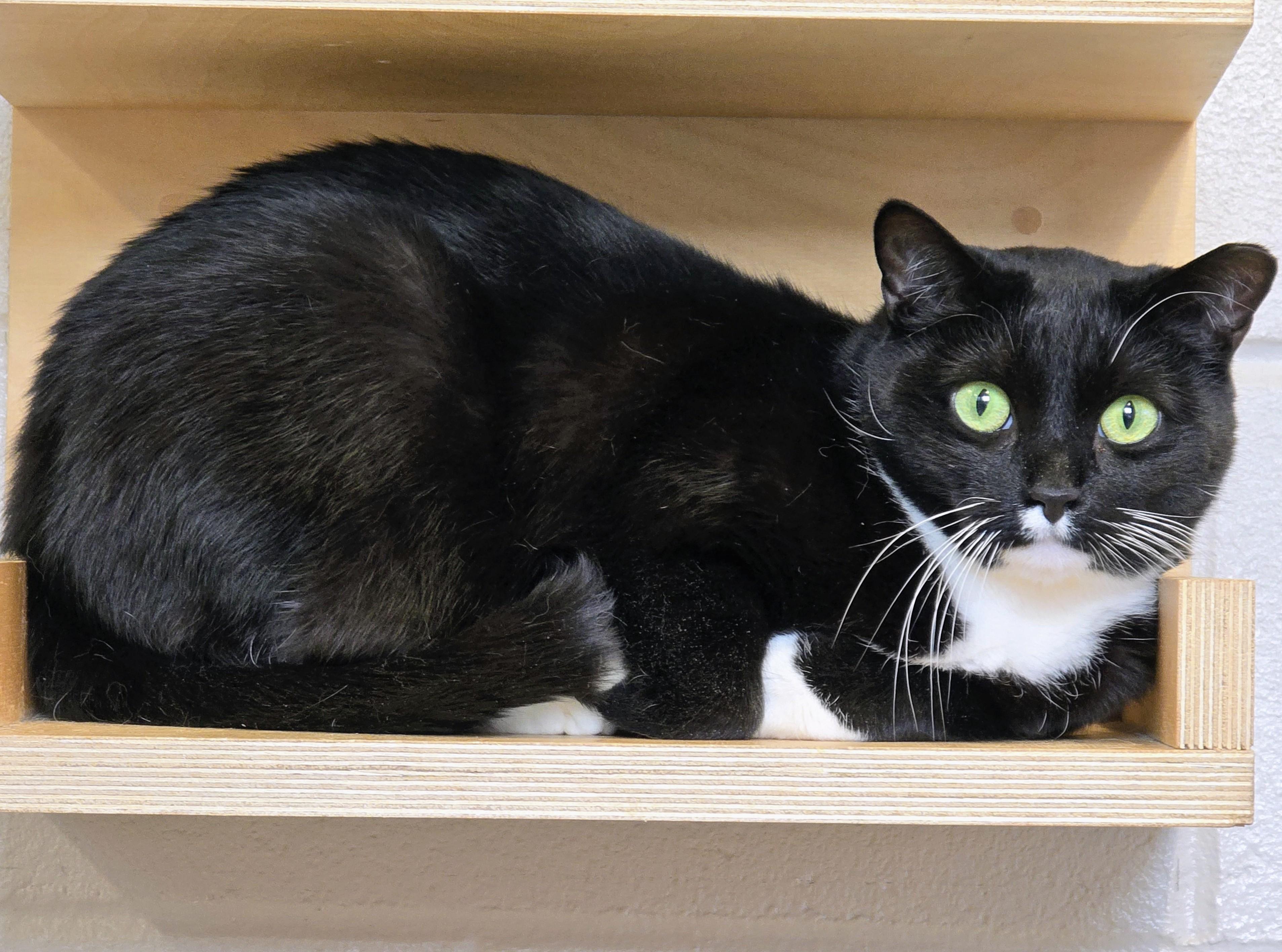 Enlarge 4-653 Mogley, a Adoptable mixed breed in Amityville, NY image 1/6