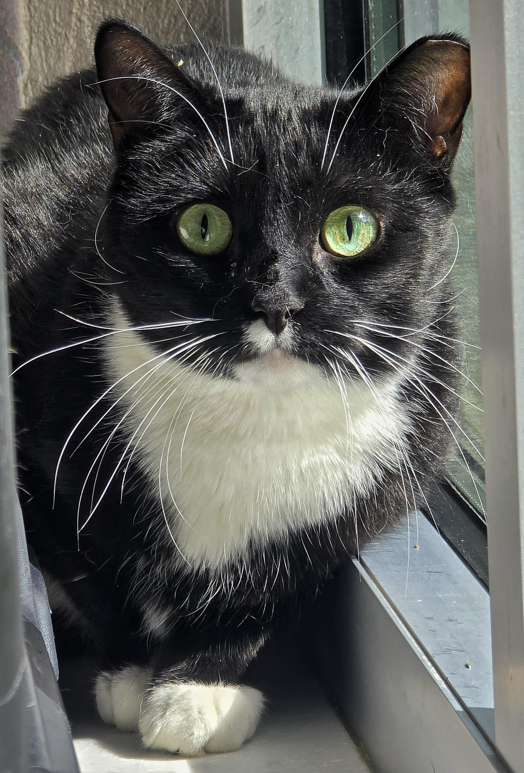 Enlarge 4-653 Mogley, a Adoptable mixed breed in Amityville, NY image 6/6