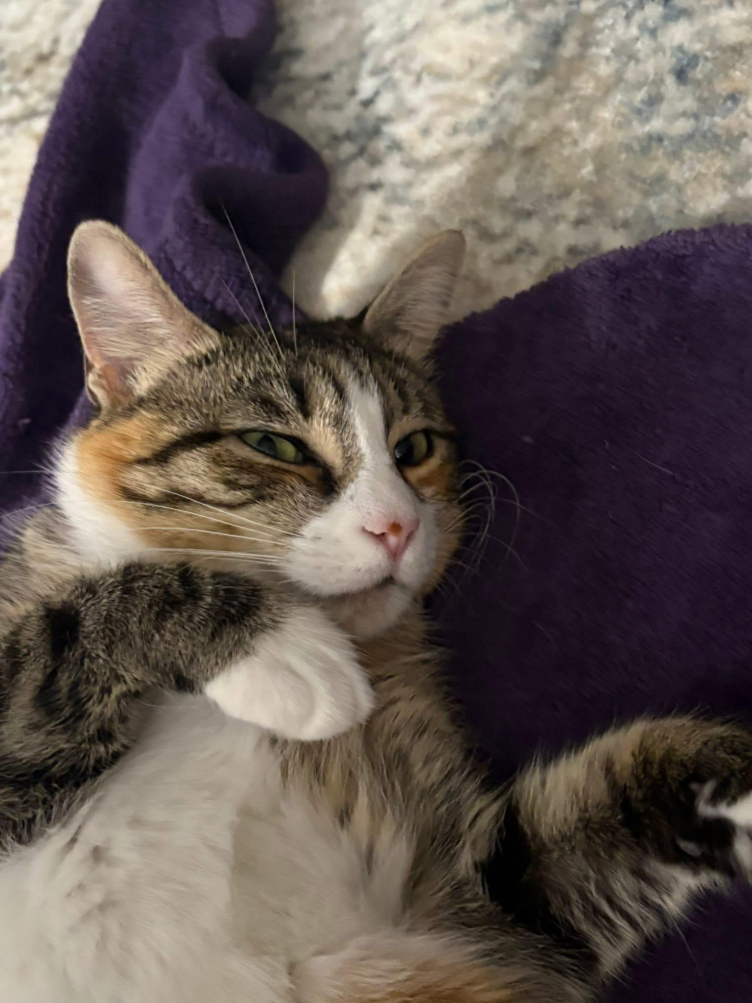 Rinoah, ADOPTABLE, Adult Female Domestic Short Hair.