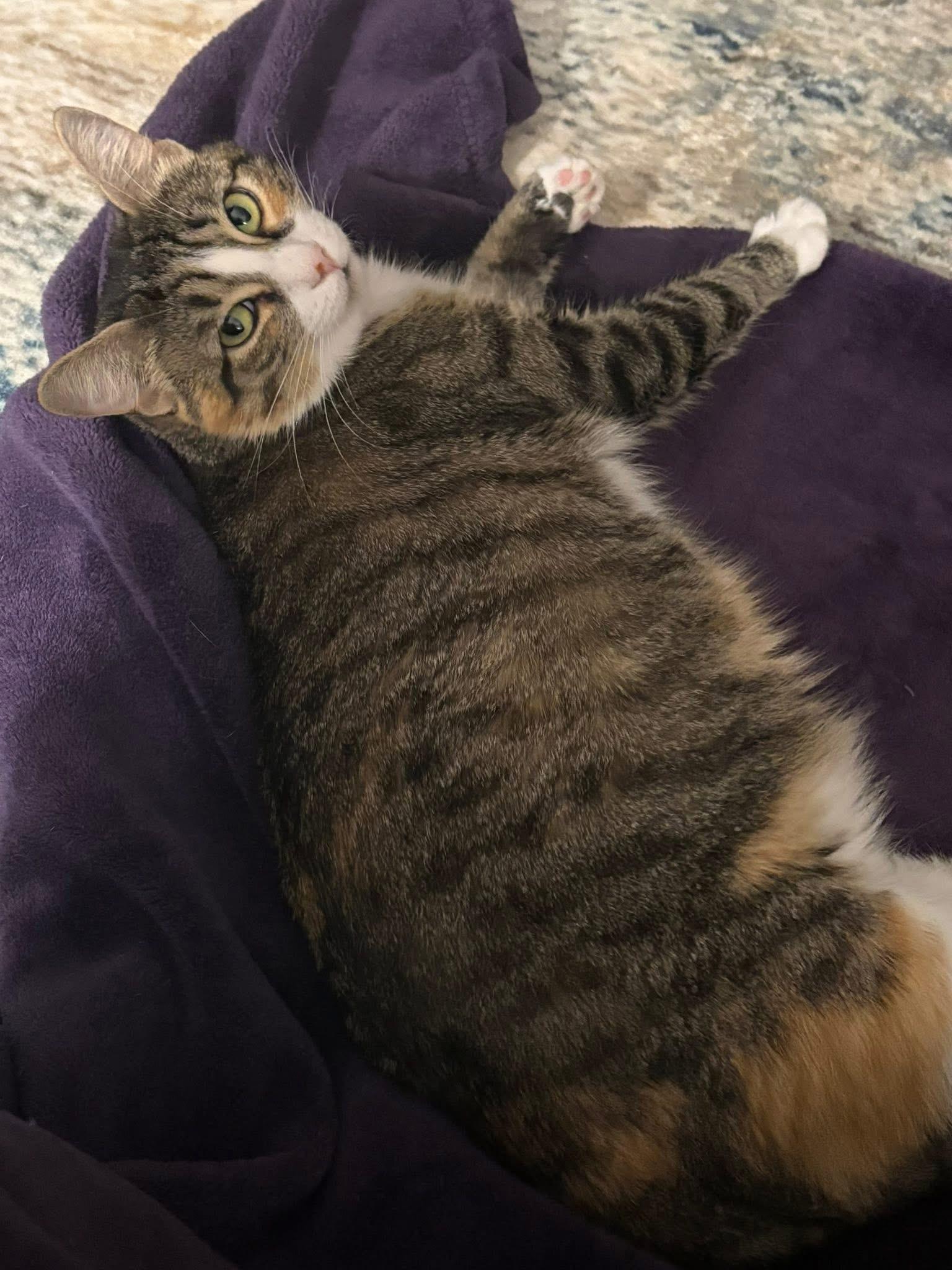 Enlarge Rinoah, a ADOPTABLE Domestic Short Hair in Gerrardstown, WV image 2/4