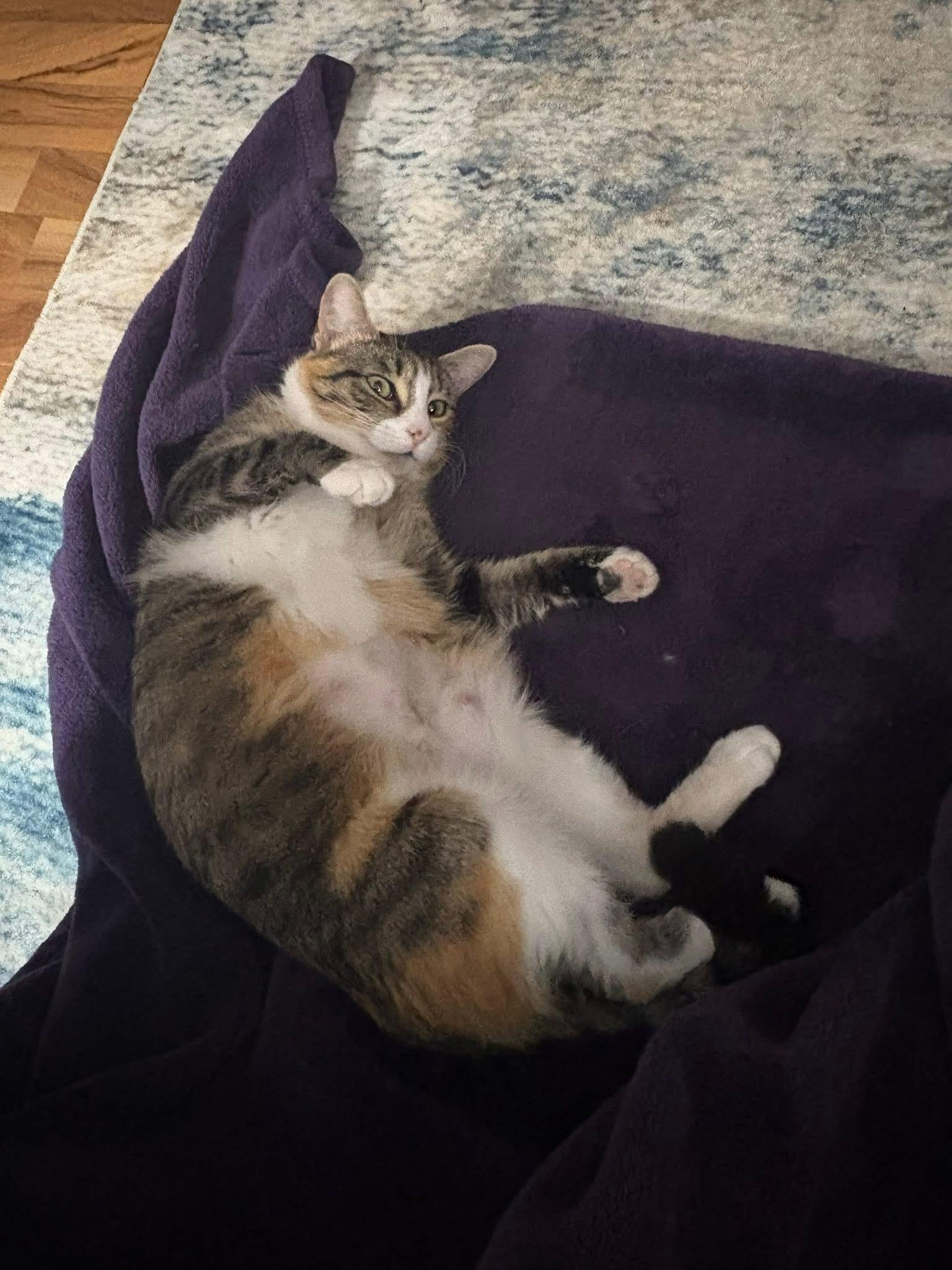 Enlarge Rinoah, a ADOPTABLE Domestic Short Hair in Gerrardstown, WV image 3/4