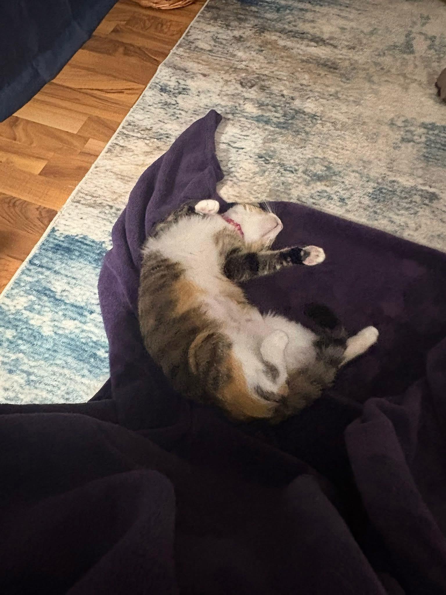 Enlarge Rinoah, a ADOPTABLE Domestic Short Hair in Gerrardstown, WV image 4/4