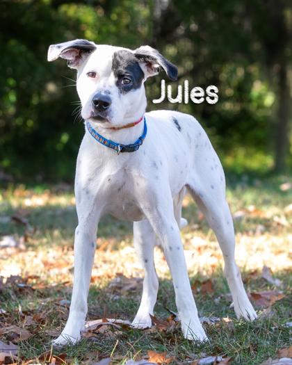Jules, Adoptable, Young Female Pit Bull Terrier & Mixed Breed.