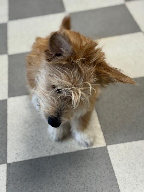 Enlarge Peapod, an adopted mixed breed in Benton Harbor, MI image 3/5