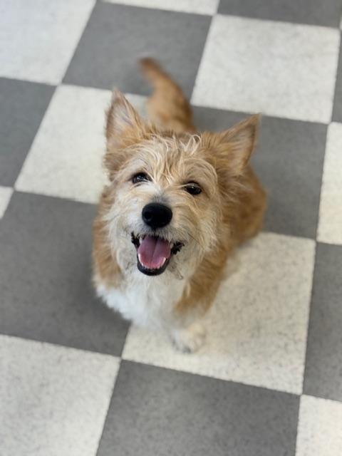 Peapod, adopted, Young Male Terrier & Mixed Breed.