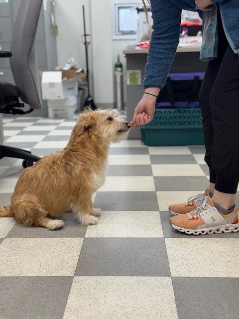 Enlarge Peapod, an adopted mixed breed in Benton Harbor, MI image 5/5
