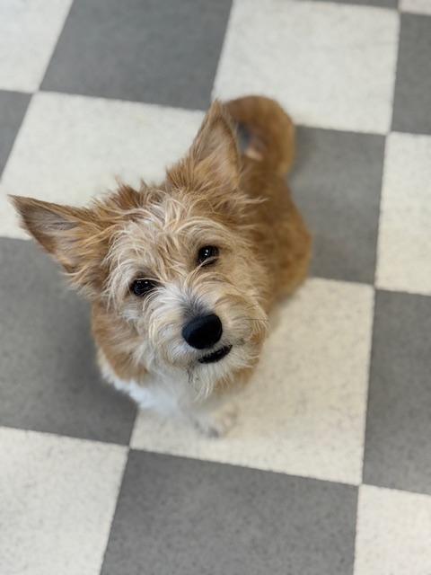 Enlarge Peapod, an adopted mixed breed in Benton Harbor, MI image 4/5