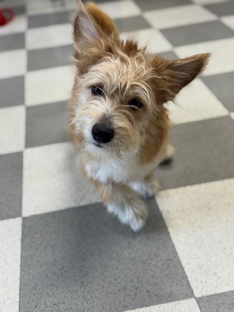 Enlarge Peapod, an adopted mixed breed in Benton Harbor, MI image 2/5