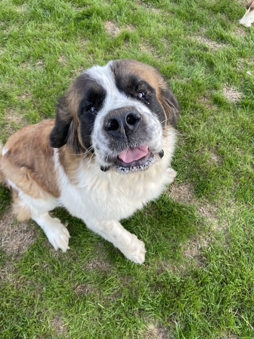 Enlarge Nana, a Adoptable Saint Bernard in McKinney, TX image 1/3