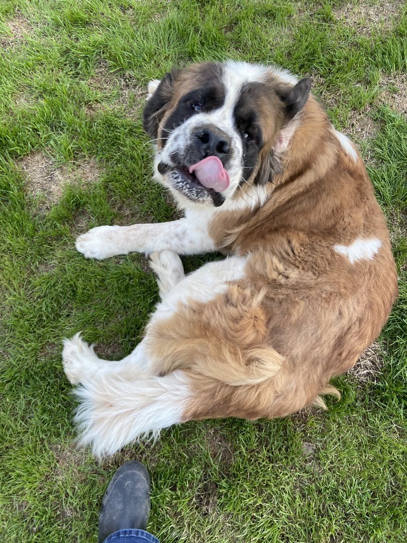 Enlarge Nana, a Adoptable Saint Bernard in McKinney, TX image 2/3