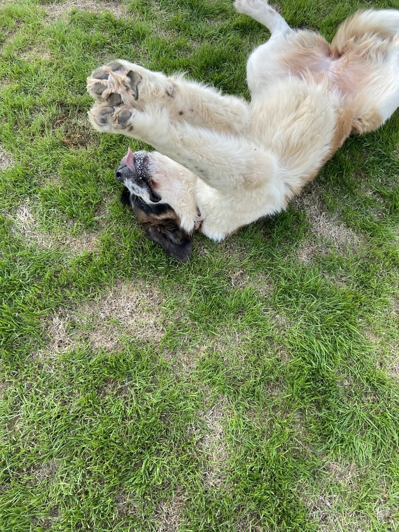 Enlarge Nana, a Adoptable Saint Bernard in McKinney, TX image 3/3