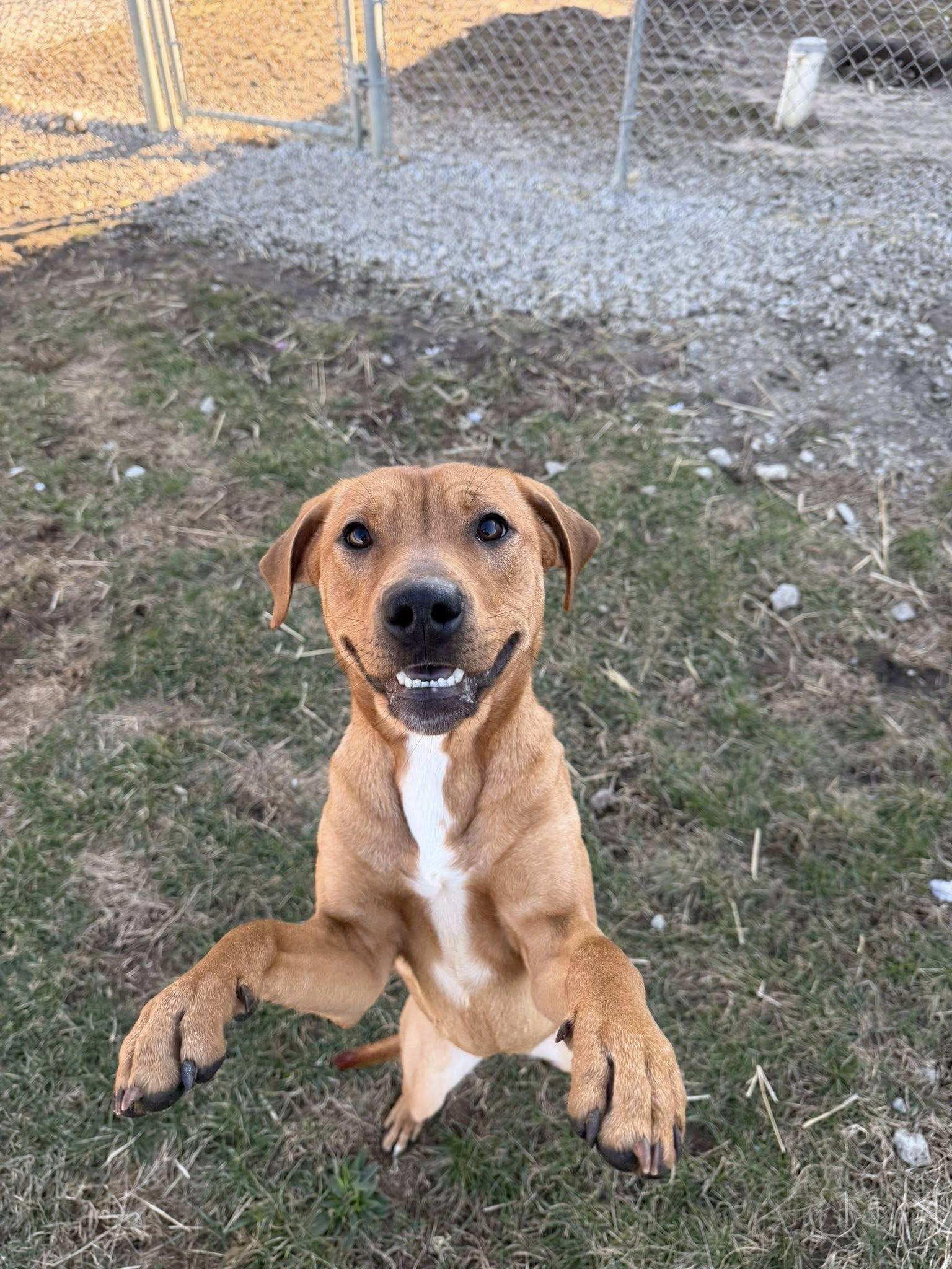 Enlarge Alice, a ADOPTABLE mixed breed in Winamac, IN image 1/1