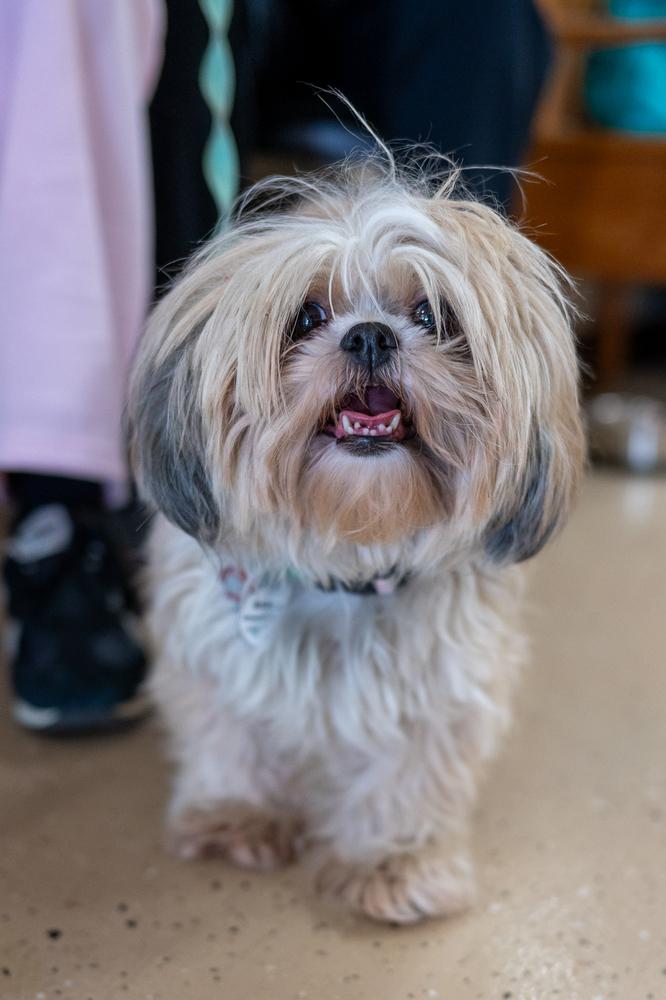 Bambi, Adopted, Adult Female Shih Tzu.