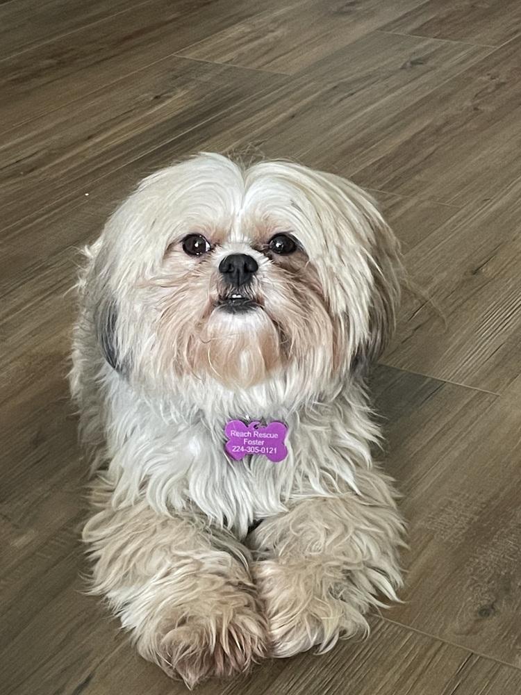 Enlarge Bambi, a Adopted Shih Tzu in Mundelein, IL image 2/2
