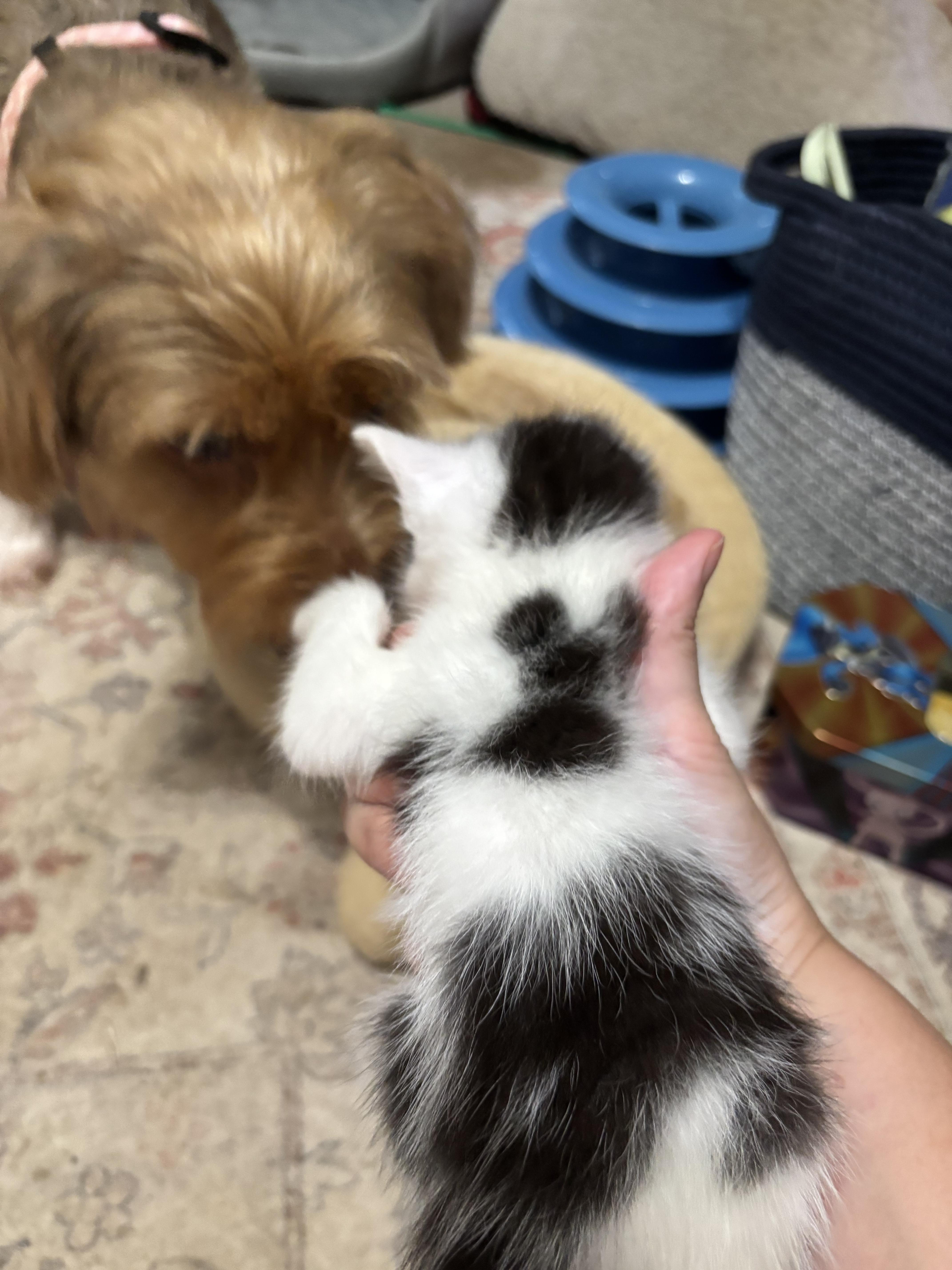Enlarge Jewel, a Adopted American Shorthair in Randolph, AL image 1/2