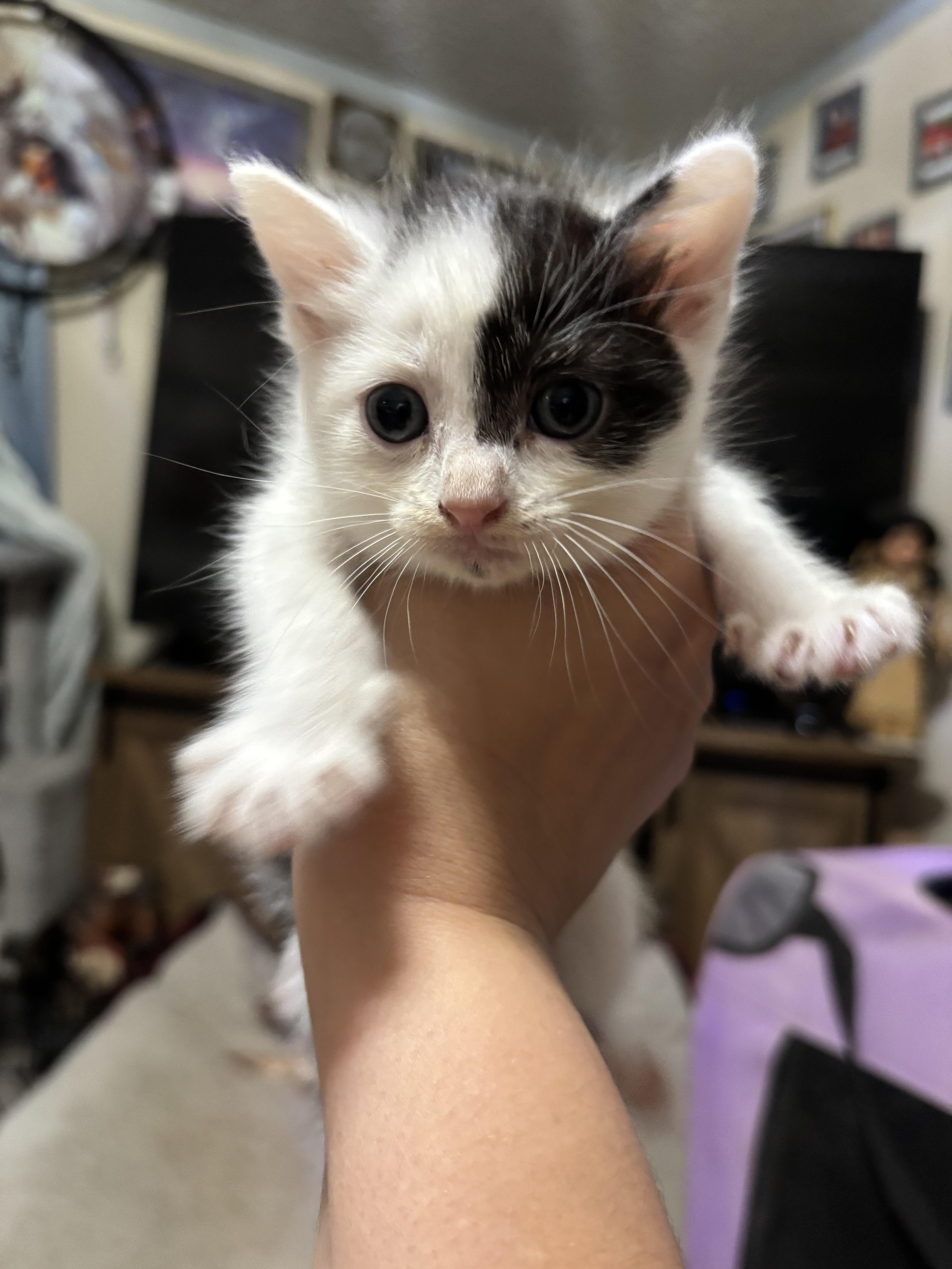 Enlarge Jewel, a Adopted American Shorthair in Randolph, AL image 2/2
