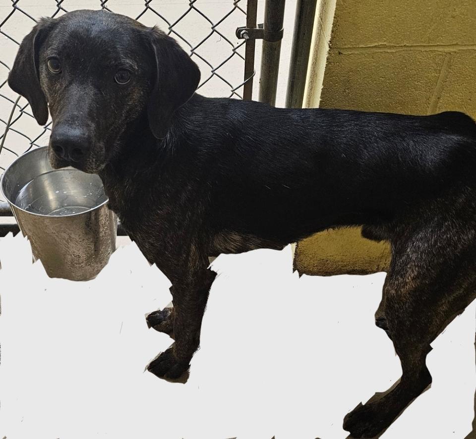 Enlarge Todd, a Adoptable Plott Hound in Crossville, TN image 1/1