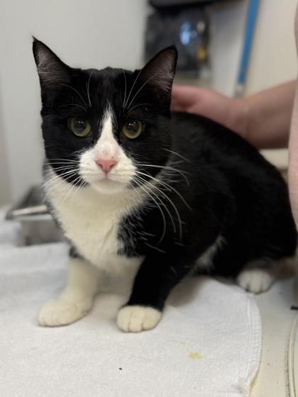 Yang, Adoptable, Adult Female Domestic Short Hair & Domestic Short Hair.