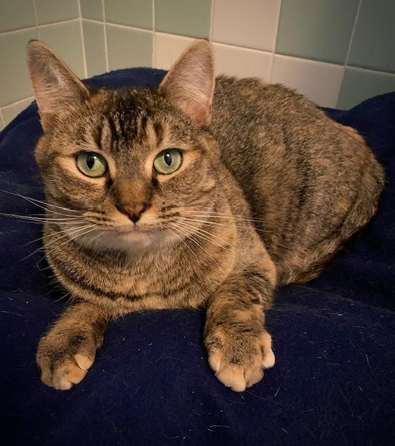 Suze, Adoptable, Adult Female Domestic Short Hair.