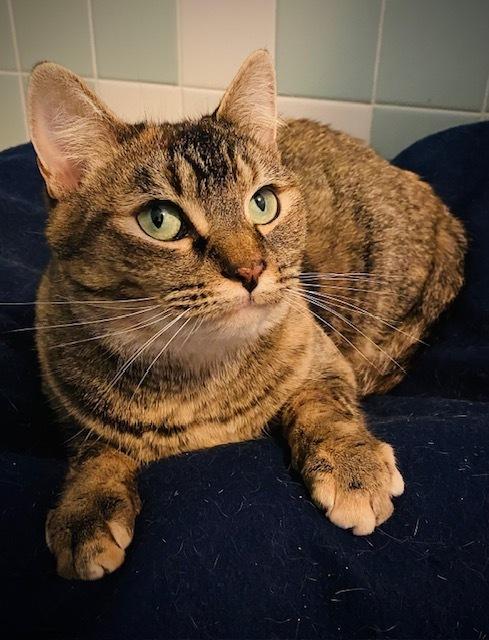 Enlarge Suze, a Adoptable Domestic Short Hair in Duxbury, MA image 6/6