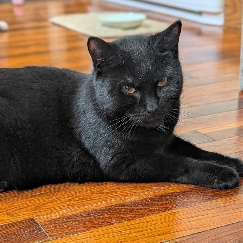 Enlarge Grapevine *in foster*, a Adoptable Domestic Short Hair in Dover, NH image 2/5