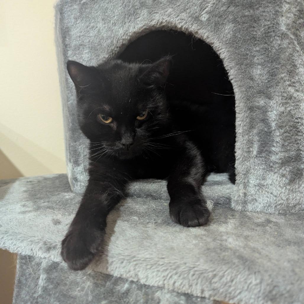 Enlarge Grapevine *in foster*, a Adoptable Domestic Short Hair in Dover, NH image 4/5