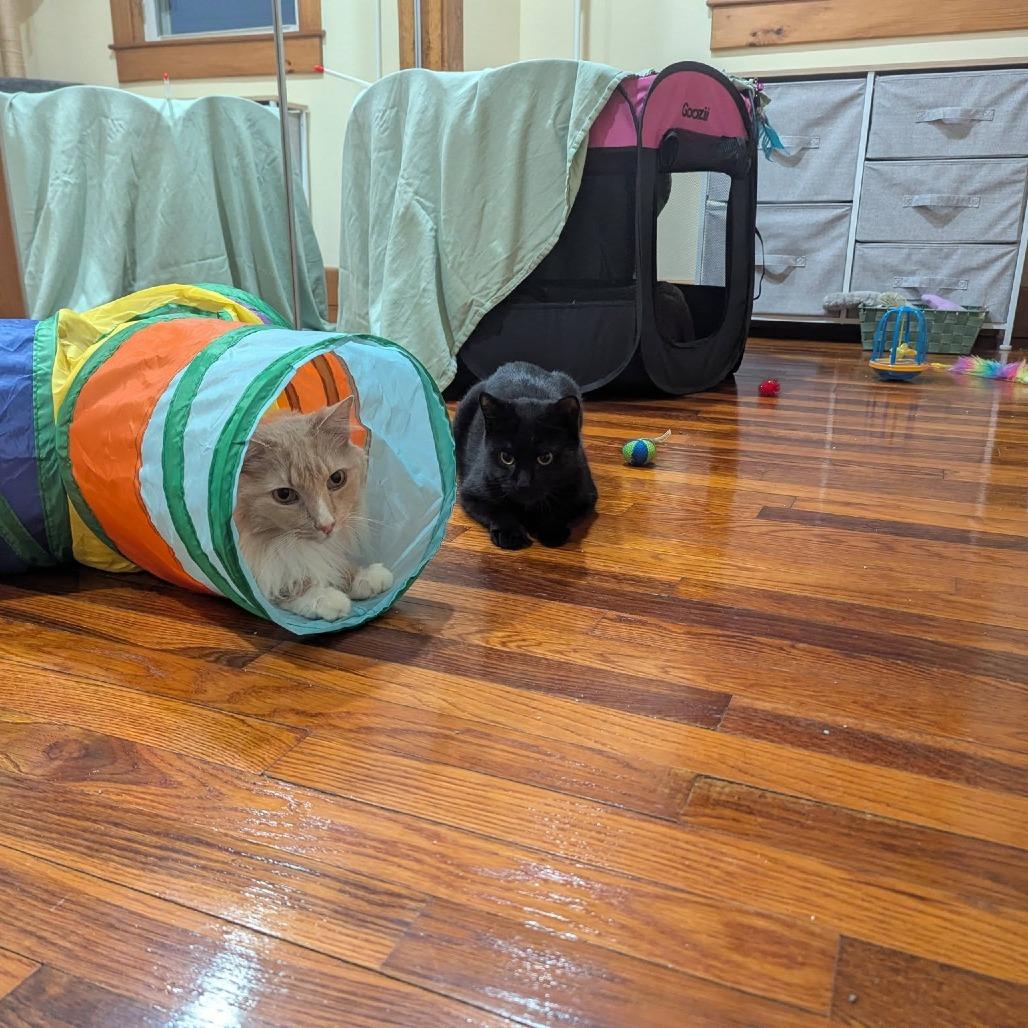 Enlarge Grapevine, a Adoptable Domestic Short Hair in Dover, NH image 5/6