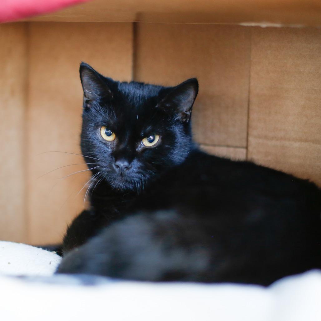 Enlarge Grapevine *in foster*, a Adoptable Domestic Short Hair in Dover, NH image 5/5