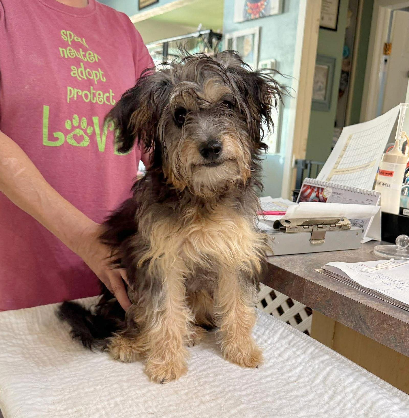 Enlarge Sireen (NOT YET AVAILABLE), a Adoptable mixed breed in Benton, LA image 1/1