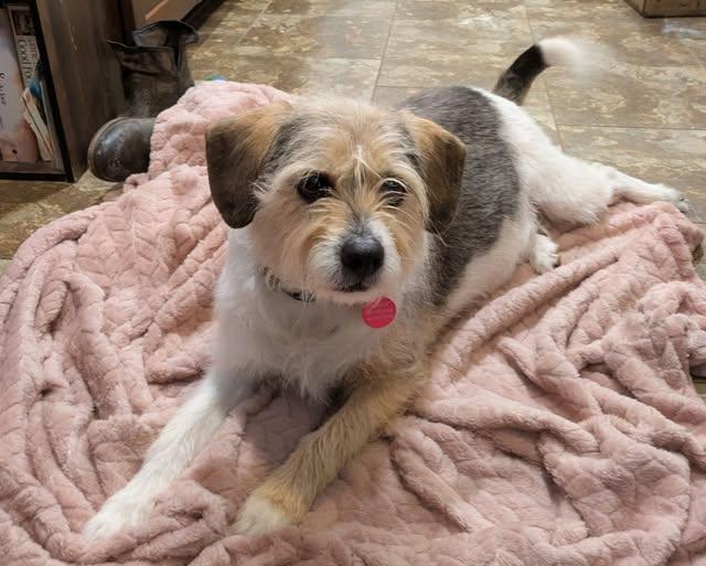 Clara Belle - ADOPTED!, Adoptable, Adult Female Terrier.