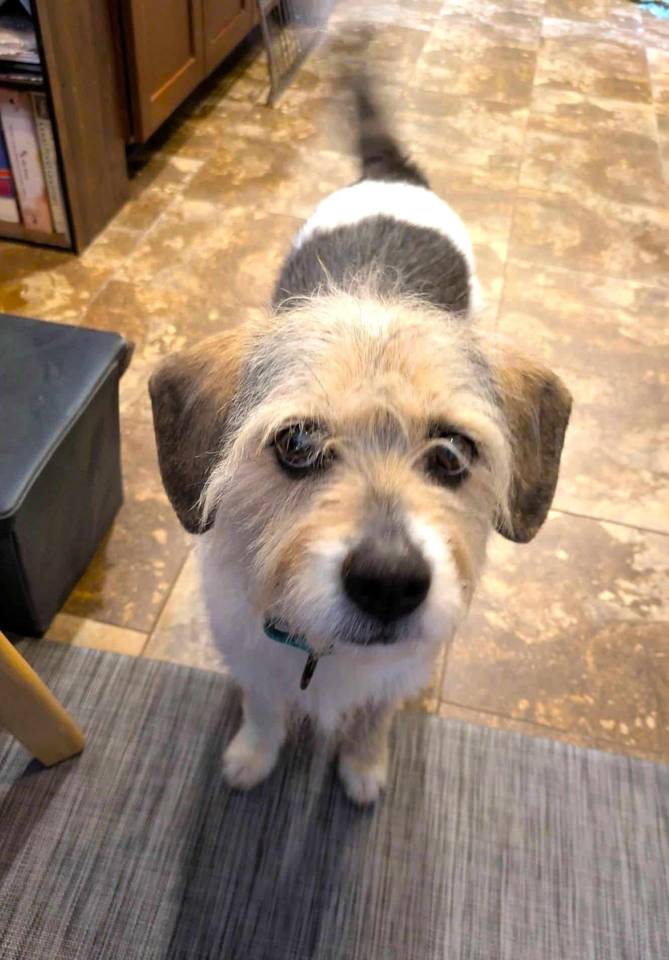 Enlarge Clara Belle - ADOPTED!, a Adoptable Terrier in Arlington, VA image 2/3