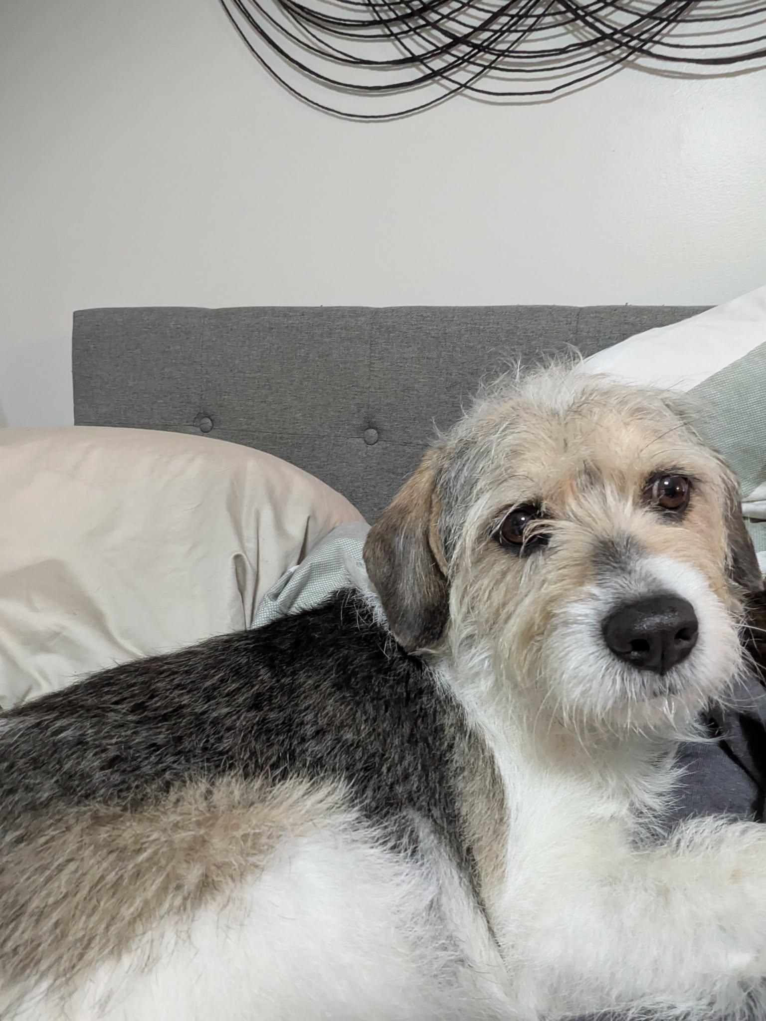 Enlarge Clara Belle - ADOPTED!, a Adoptable Terrier in Arlington, VA image 3/3