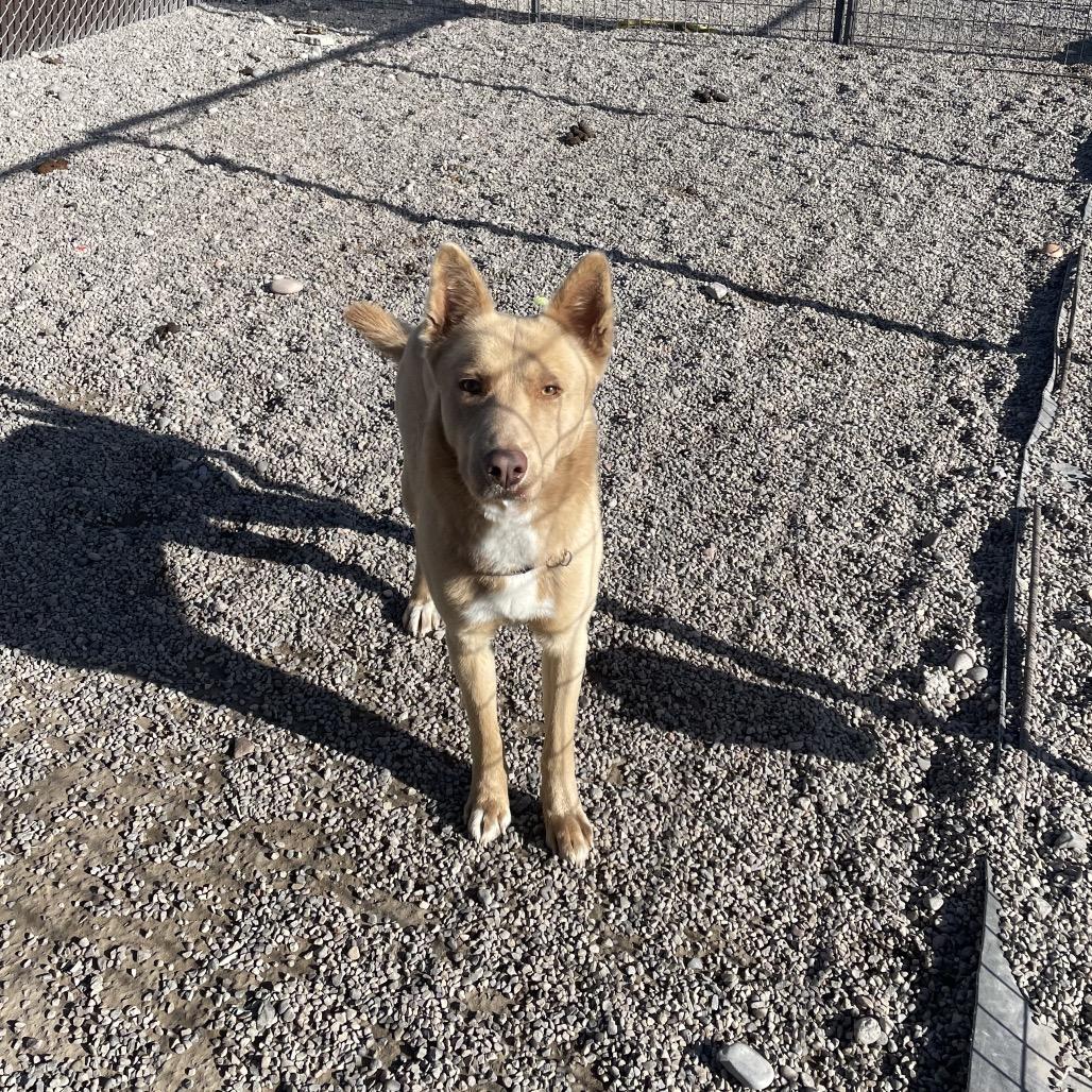 Enlarge MOOSE, a Adoptable mixed breed in Rexburg, ID image 1/3