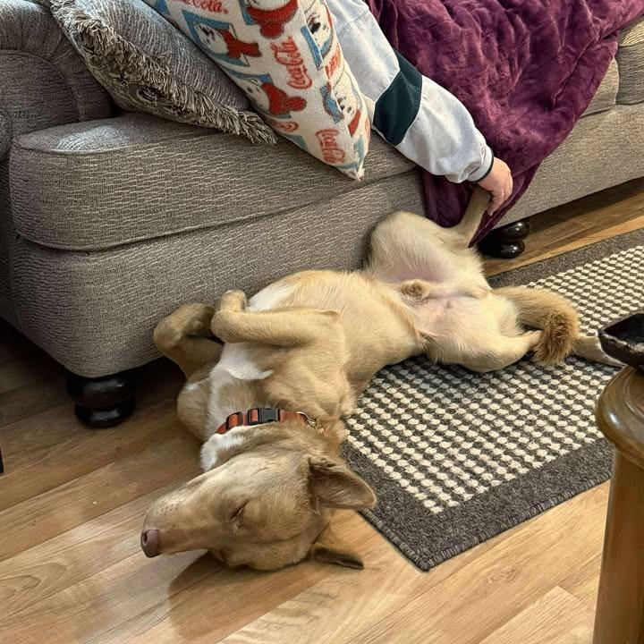 Enlarge MOOSE, a Adoptable mixed breed in Rexburg, ID image 2/3