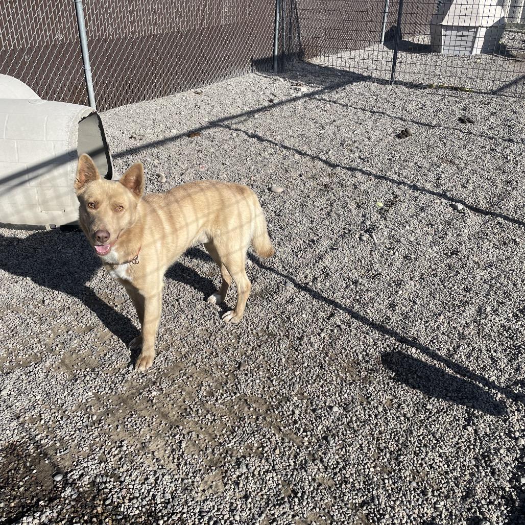 Enlarge MOOSE, a Adoptable mixed breed in Rexburg, ID image 3/3