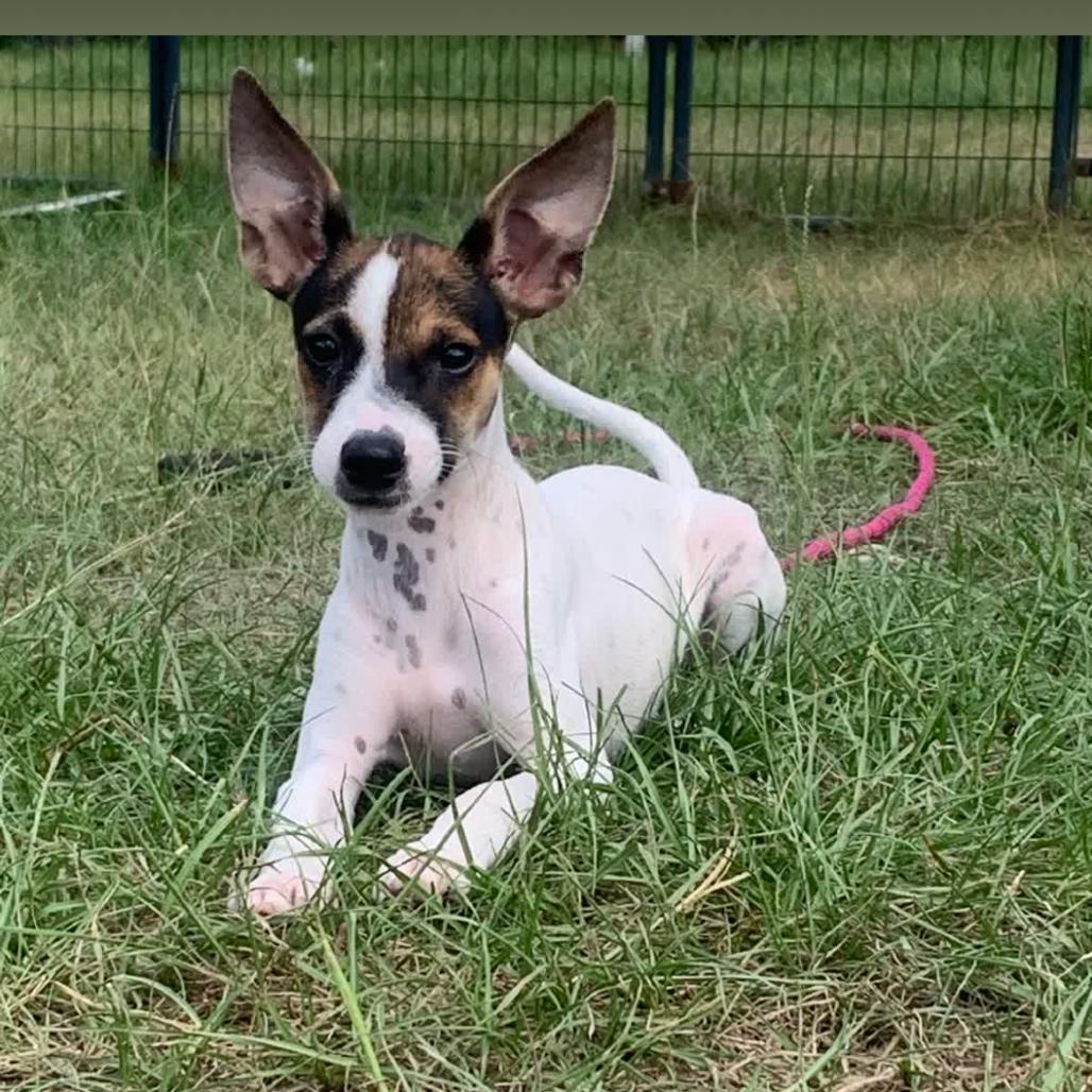 Enlarge White Chocolate Macadamia, a Adoptable Chihuahua in Hattiesburg, MS image 2/2