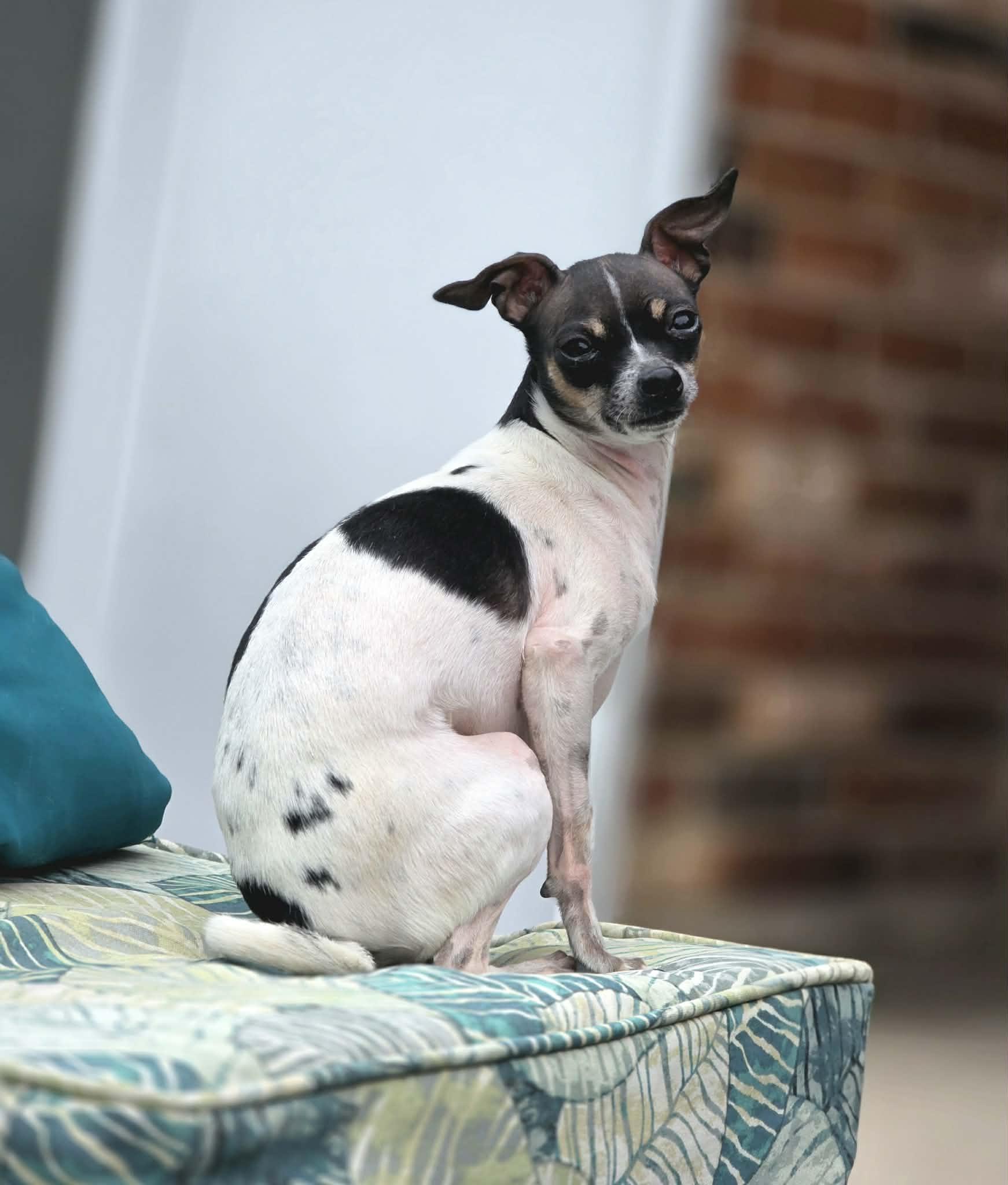 Spicy, Adoptable, Young Female Chihuahua.