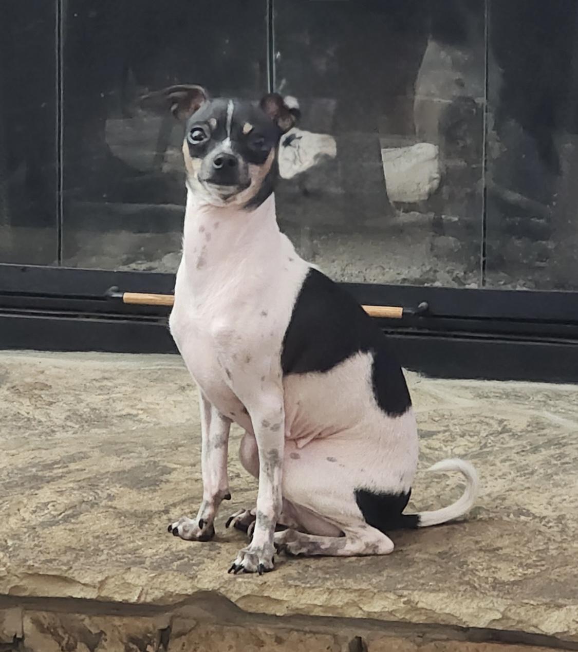 Enlarge Spicy, a Adoptable Chihuahua in Fort Worth, TX image 1/3