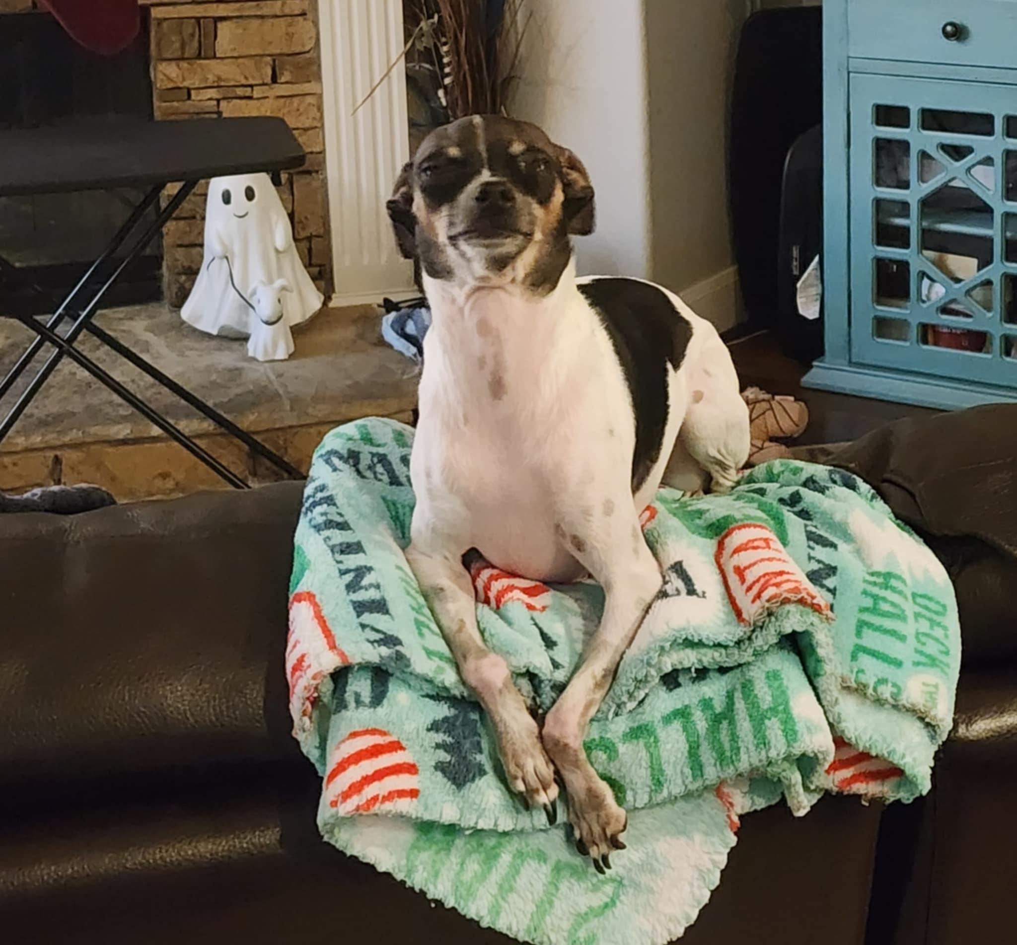 Enlarge Spicy, a Adoptable Chihuahua in Fort Worth, TX image 2/3