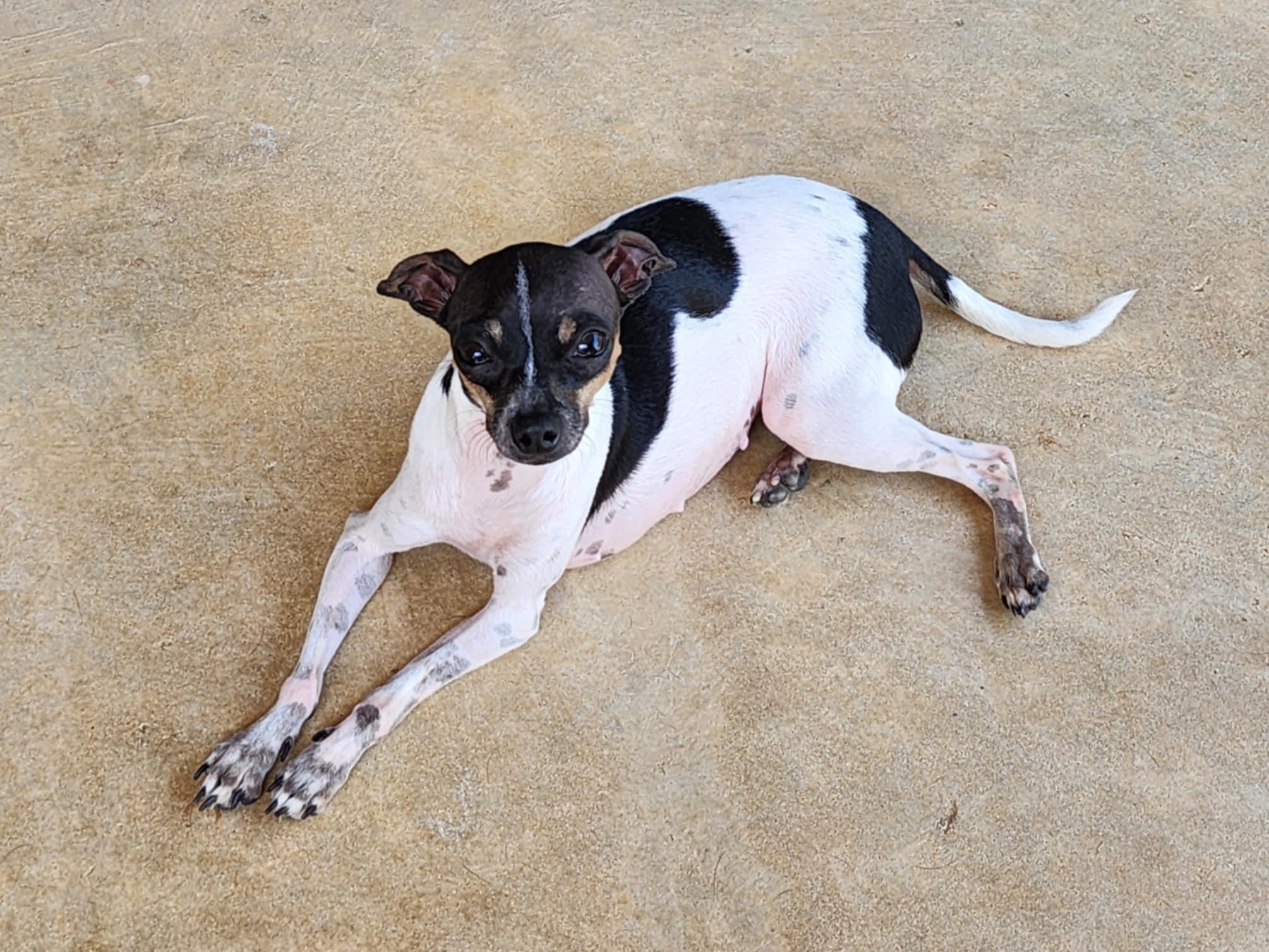 Enlarge Spicy, a Adoptable Chihuahua in Fort Worth, TX image 3/3