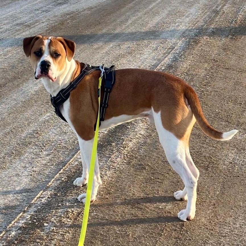 Cosmo, ADOPTABLE, Adult Male Mixed Breed.